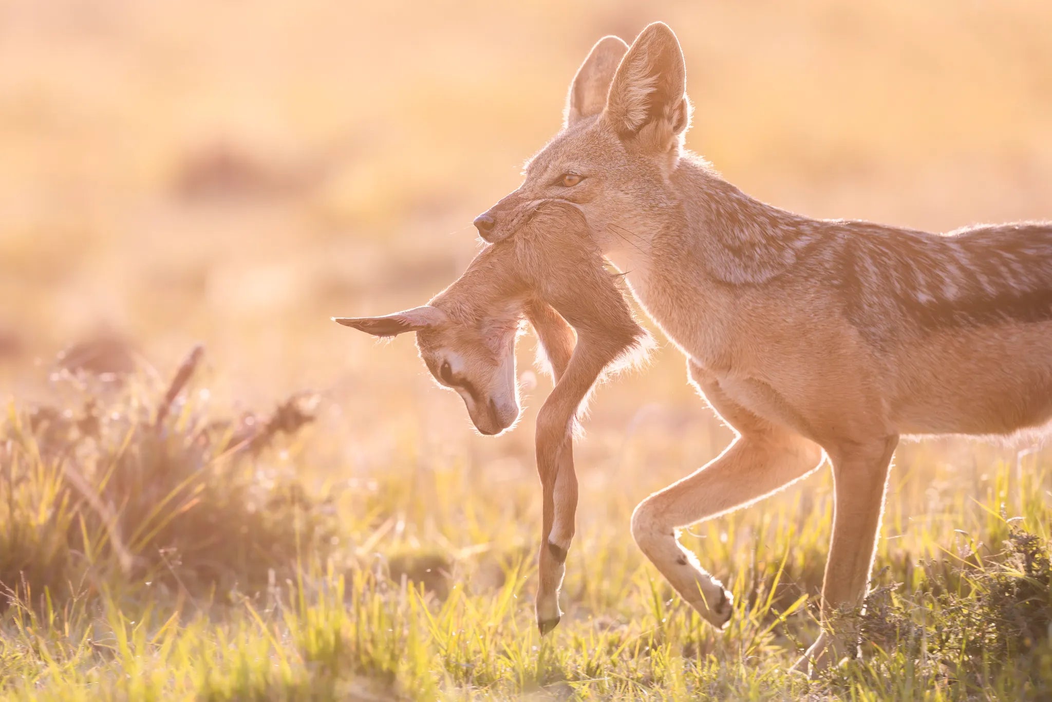 Governors' Camp at Governors' Camp, Masai Mara National Reserve, Kenya.