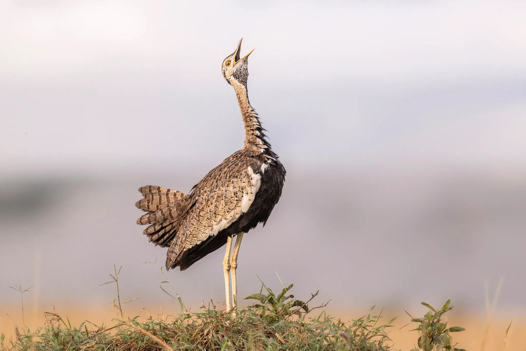 Governors' Camp at Governors' Camp, Masai Mara National Reserve, Kenya.