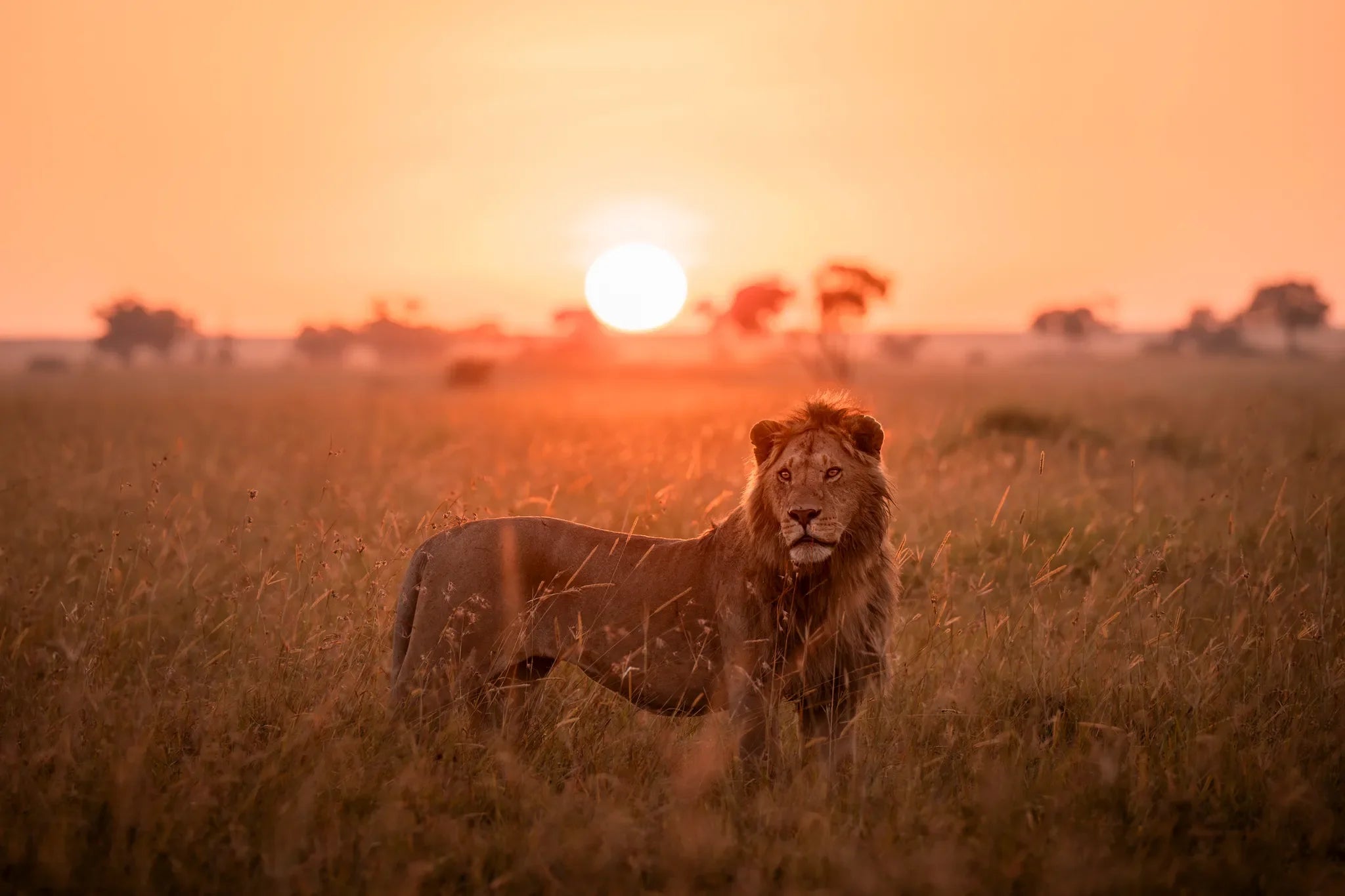 Governors' Camp at Governors' Camp, Masai Mara National Reserve, Kenya.