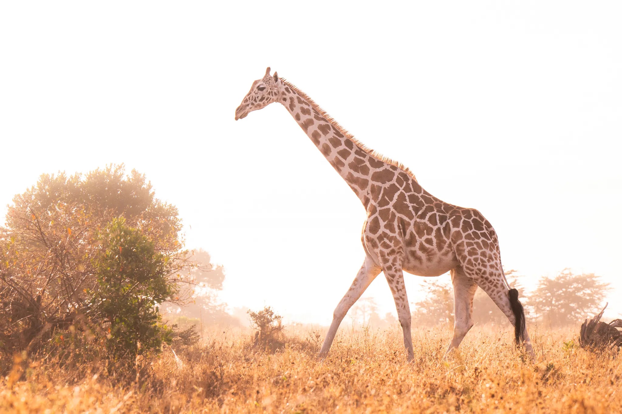 Governors' Mugie House at Governors' Mugie House, Mugie Wildlife Conservancy, Kenya.