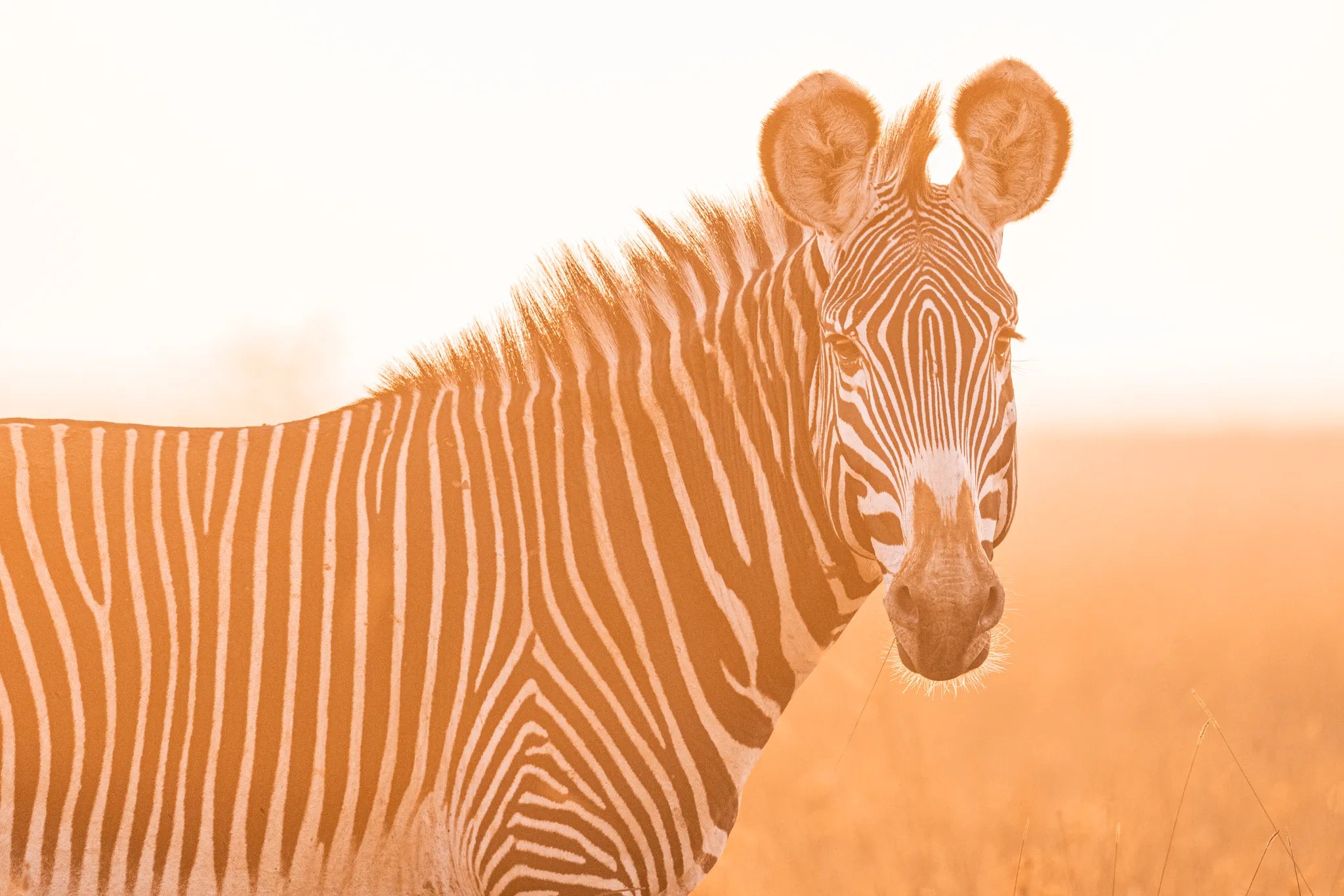 Governors' Mugie House at Governors' Mugie House, Mugie Wildlife Conservancy, Kenya.
