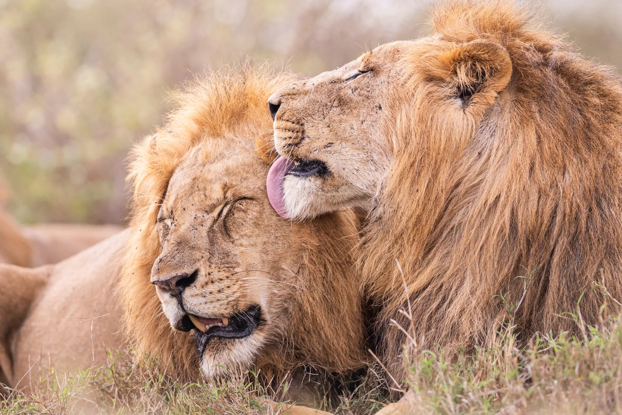 Governors' Mugie House at Governors' Mugie House, Mugie Wildlife Conservancy, Kenya.