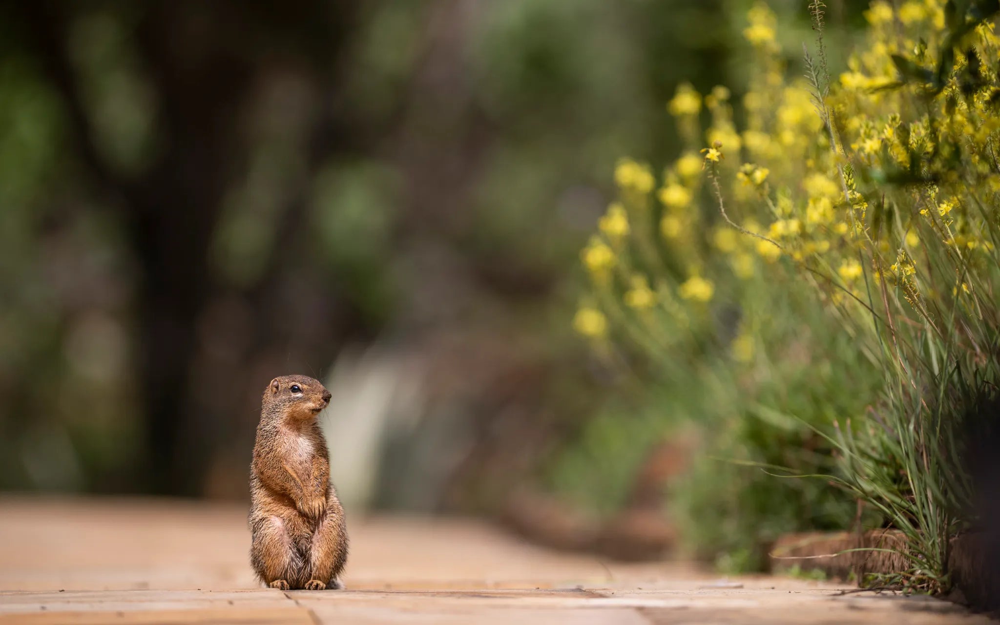 Governors' Mugie House at Governors' Mugie House, Mugie Wildlife Conservancy, Kenya.