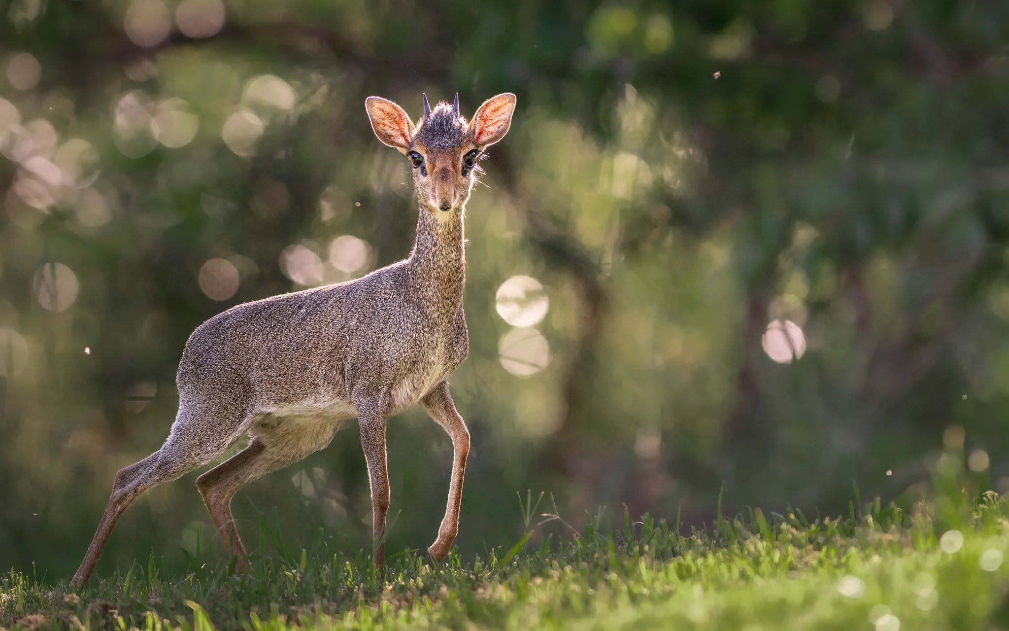 Governors' Mugie House at Governors' Mugie House, Mugie Wildlife Conservancy, Kenya.
