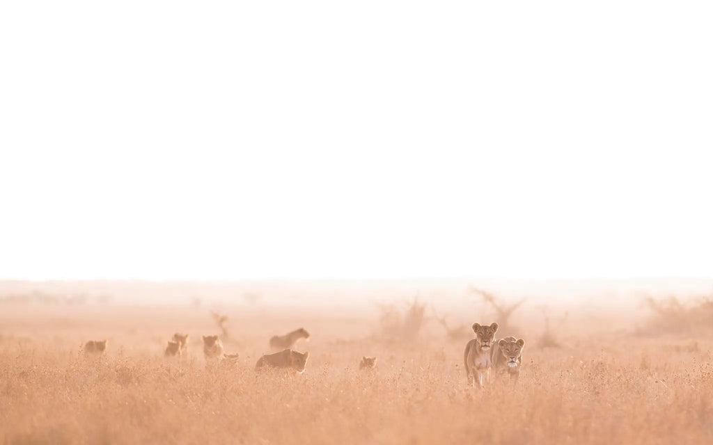 Governors' Mugie House at Governors' Mugie House, Mugie Wildlife Conservancy, Kenya.