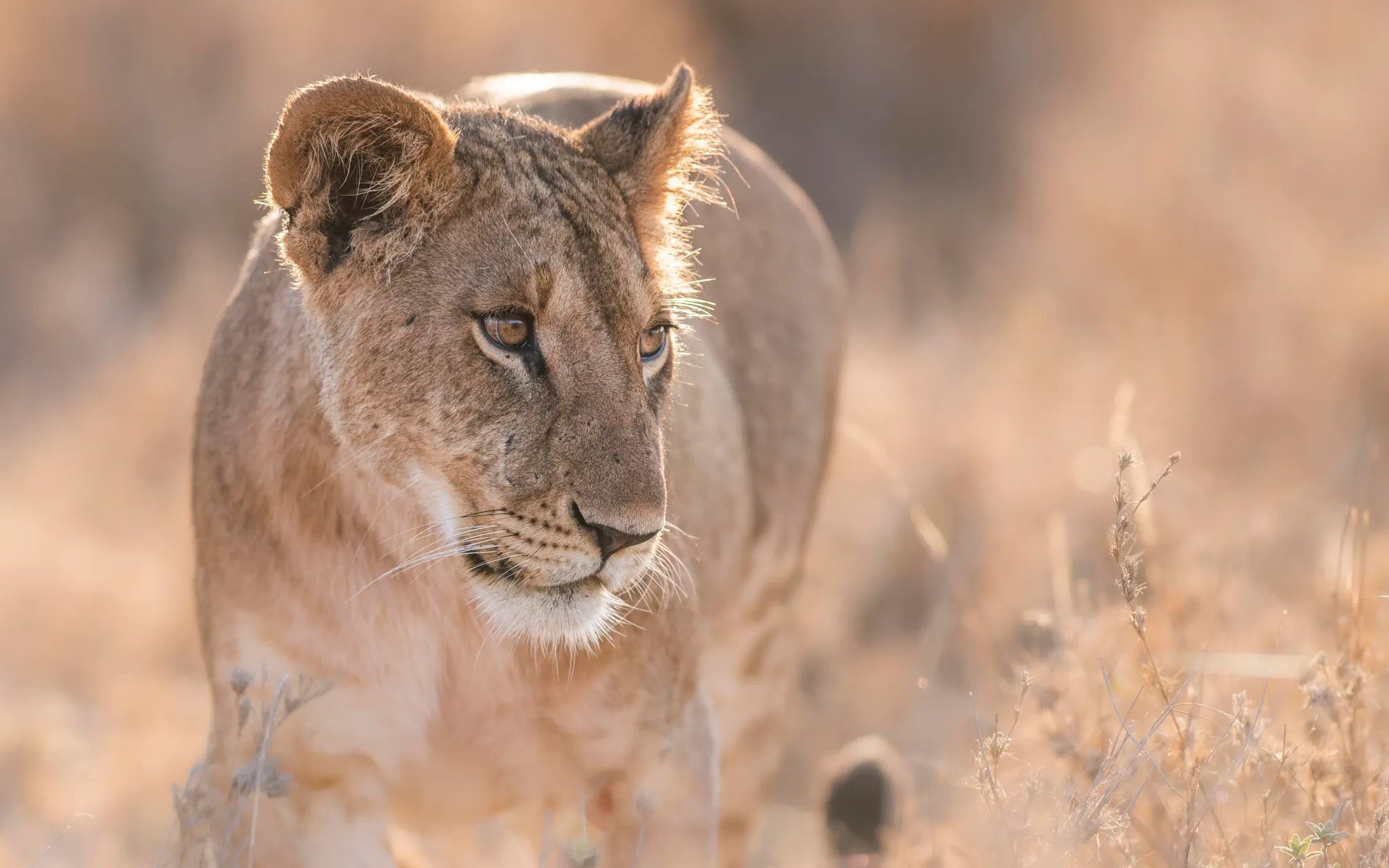 Governors' Mugie House at Governors' Mugie House, Mugie Wildlife Conservancy, Kenya.