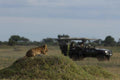 Safari drives (day & night) gallery image 1