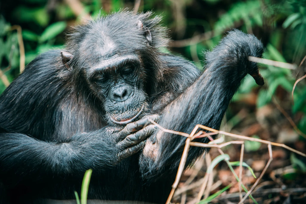 Chimpanzees at Greystoke, Mahale, Mahale Mountain National Park, Tanzania.