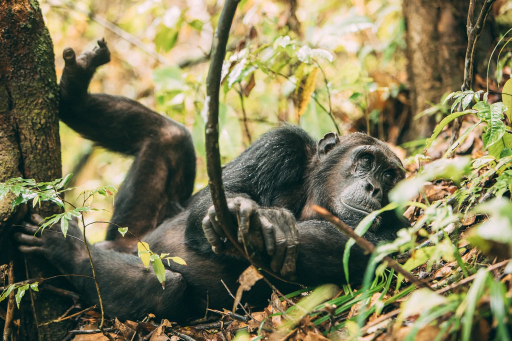 Chimpanzees at Greystoke, Mahale, Mahale Mountain National Park, Tanzania.