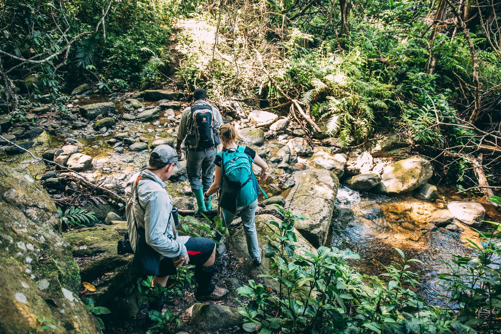 Forest walks at Greystoke, Mahale, Mahale Mountain National Park, Tanzania.