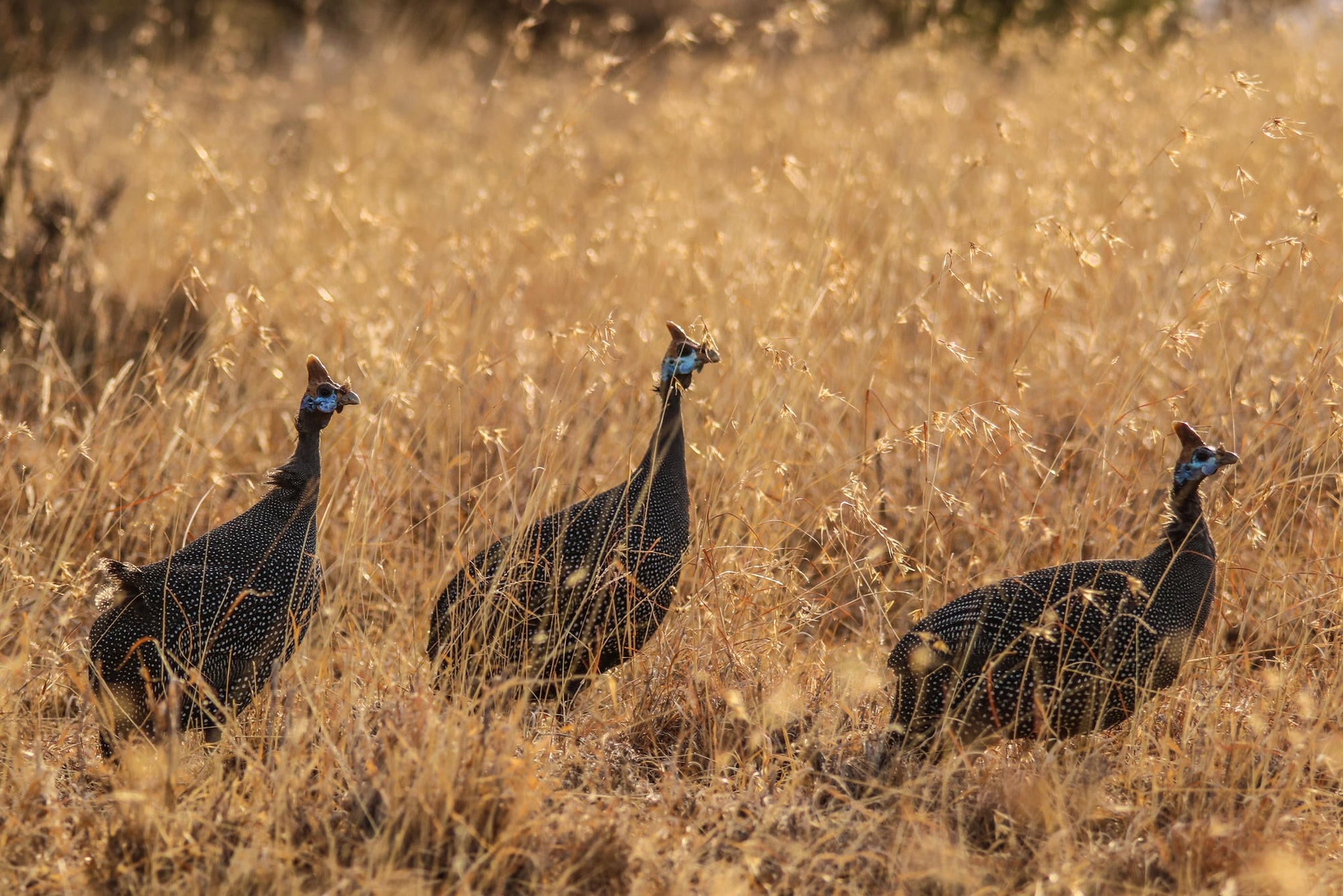 Day and Night Game Drives gallery image 9
