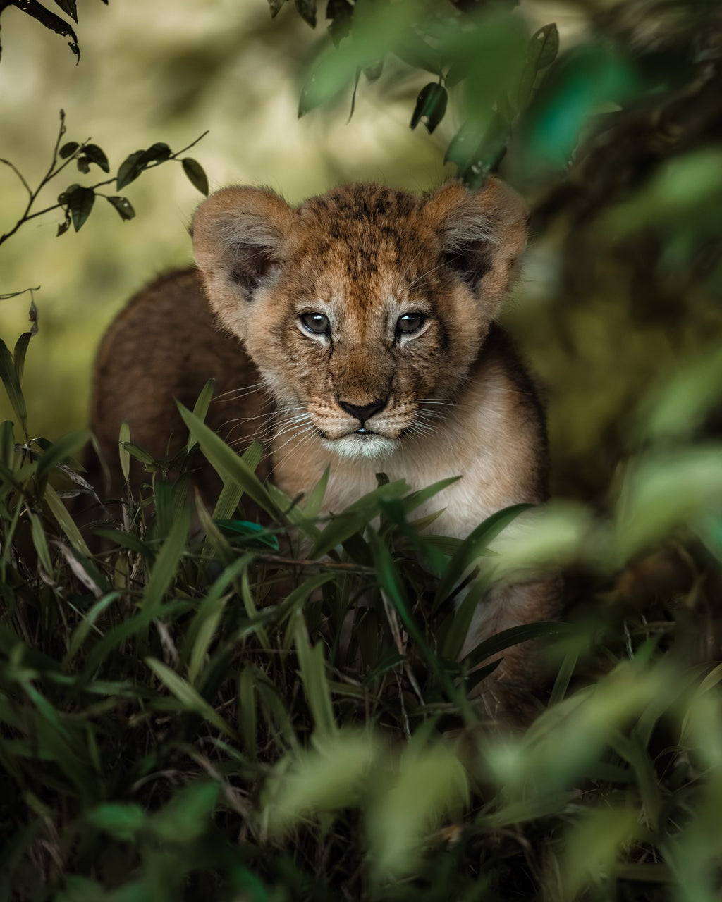 Game Drives 