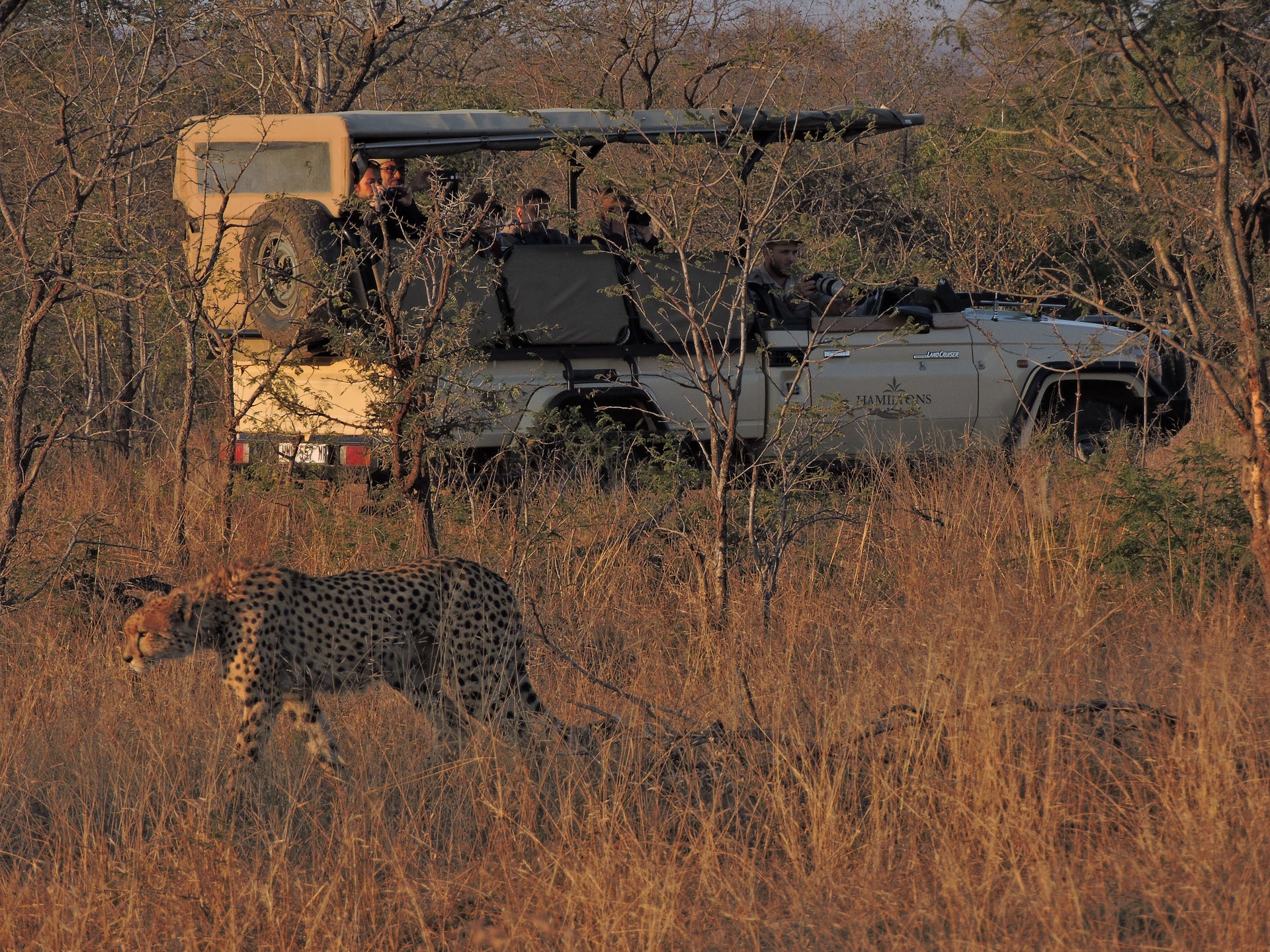hamiltons-tented-safari-camp