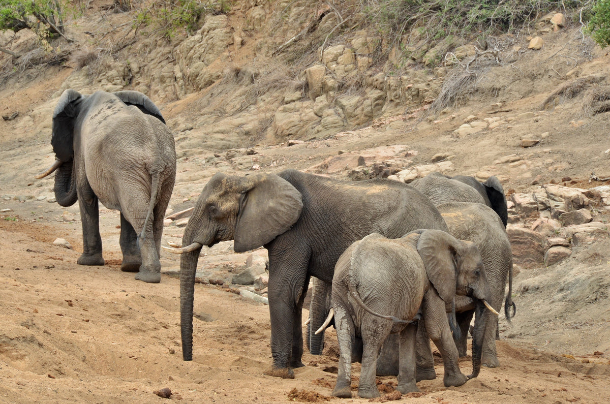 hamiltons-tented-safari-camp