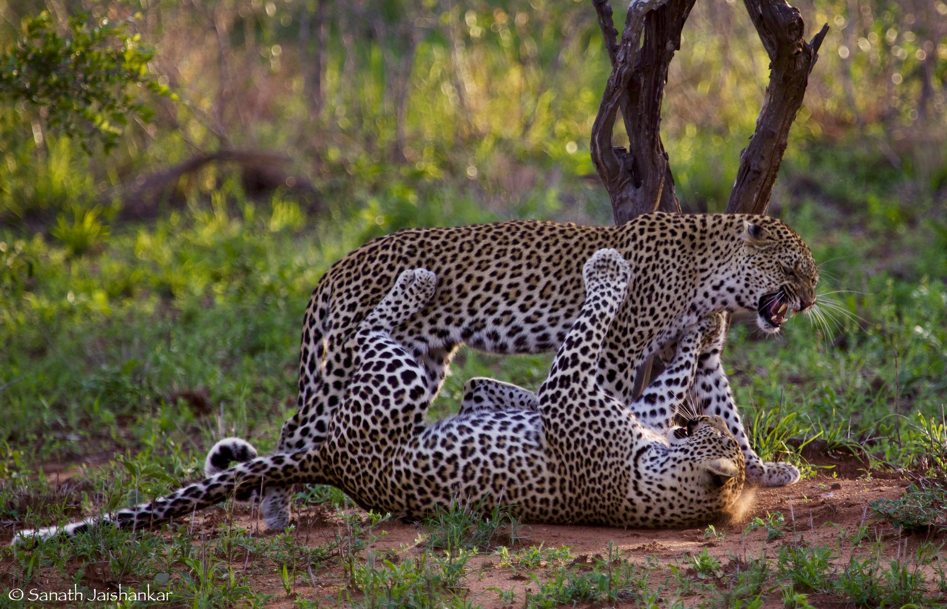 hamiltons-tented-safari-camp