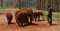 Reteti Elephant Sanctuary gallery image 1