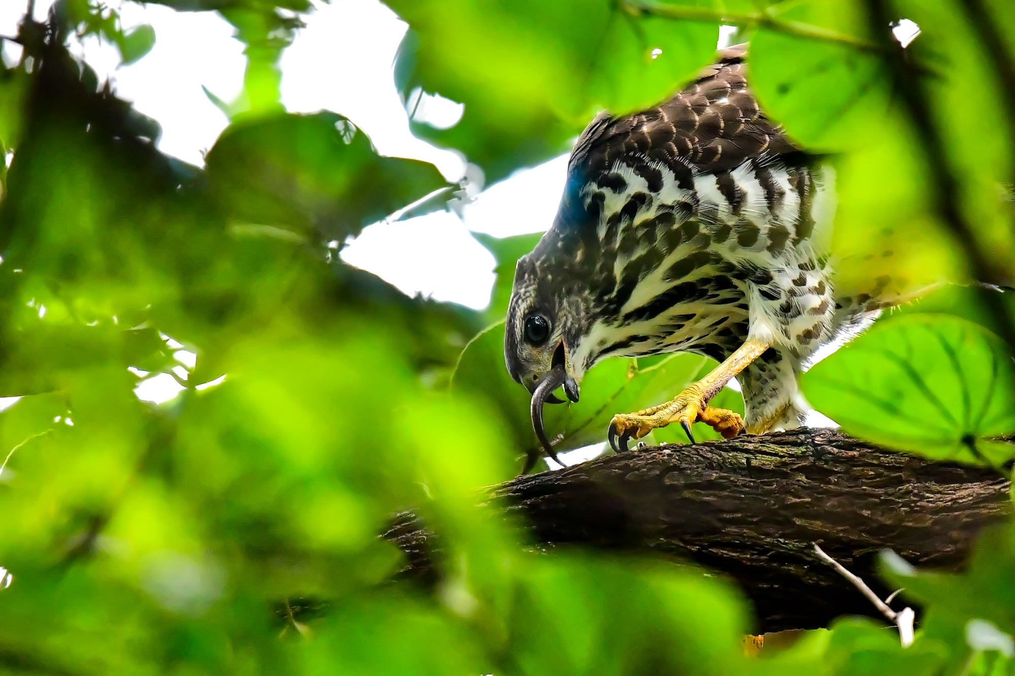 Guided Birding