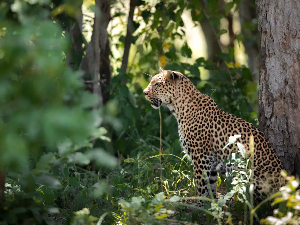Wildlife at Hideaways Mogotlho Safari Lodge, Khwai River, Khwai, Botswana.