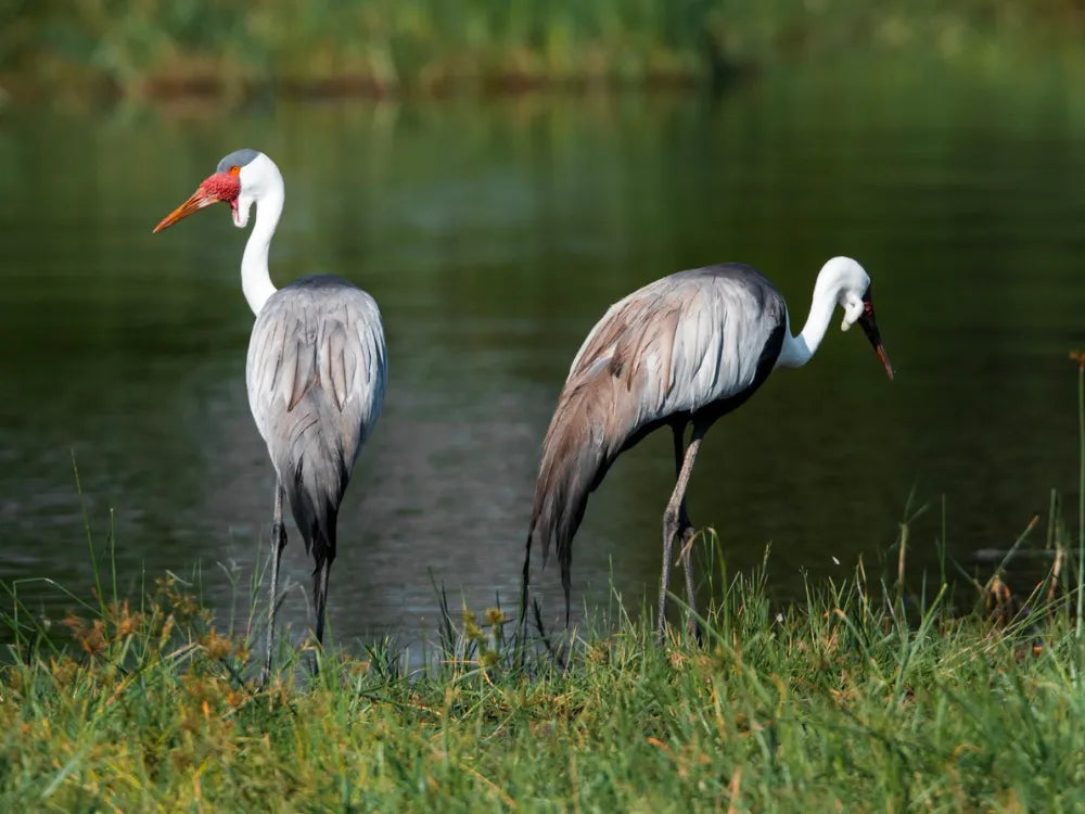 Wildlife at Hideaways Mogotlho Safari Lodge, Khwai River, Khwai, Botswana.