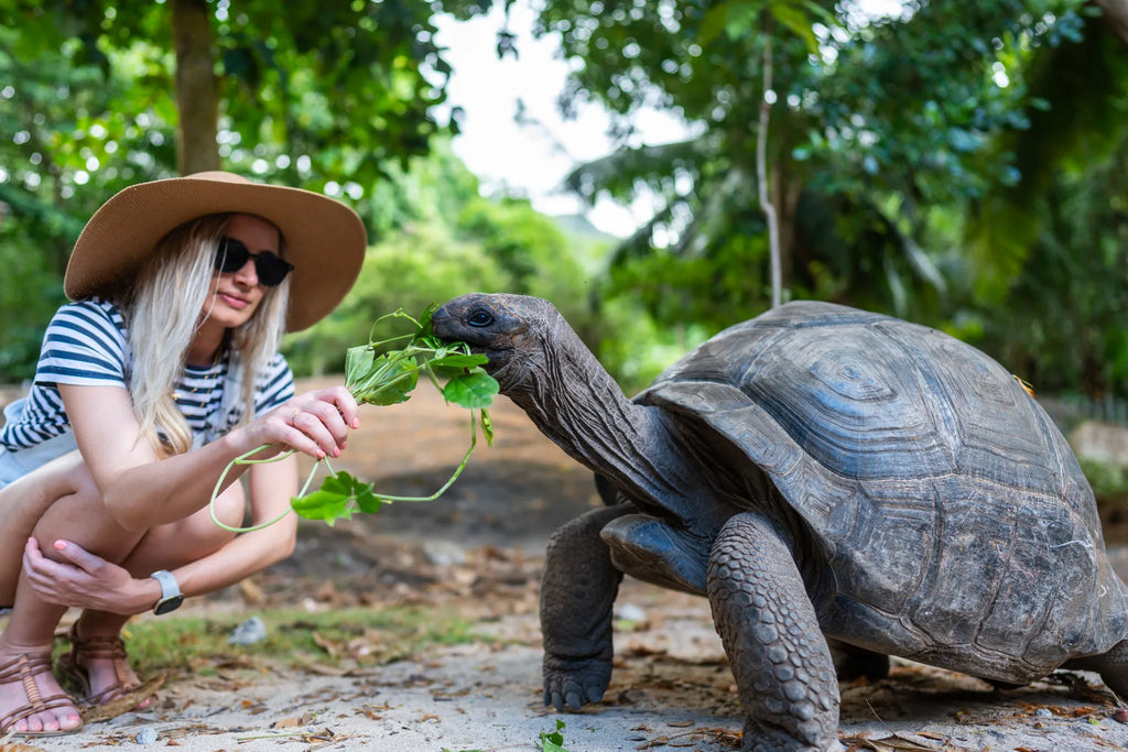 Tortoise Feeding at Hilton Seychelles Labriz Resort & Spa, Silhouette Island, Seychelles.