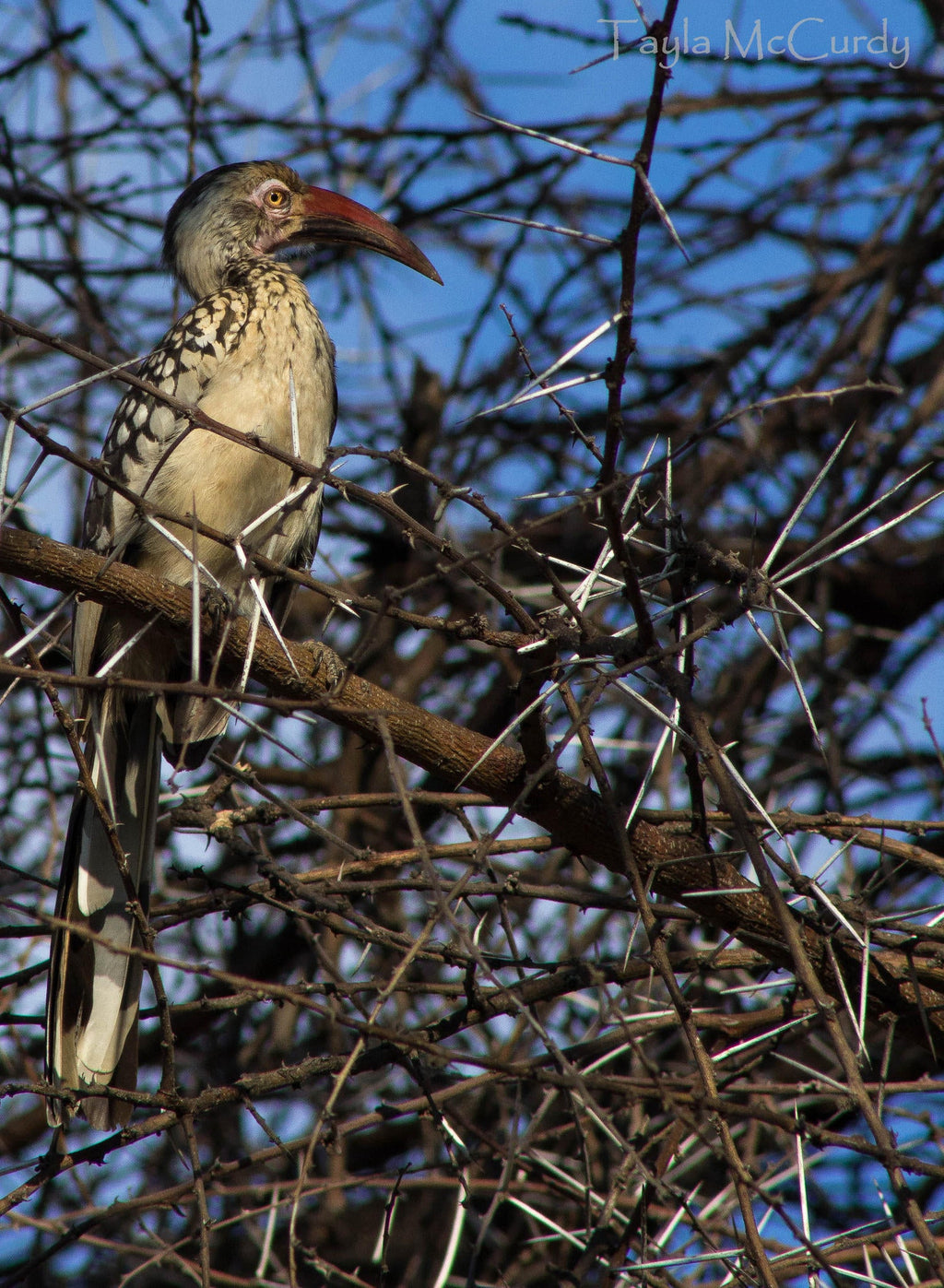 Birding gallery image 6