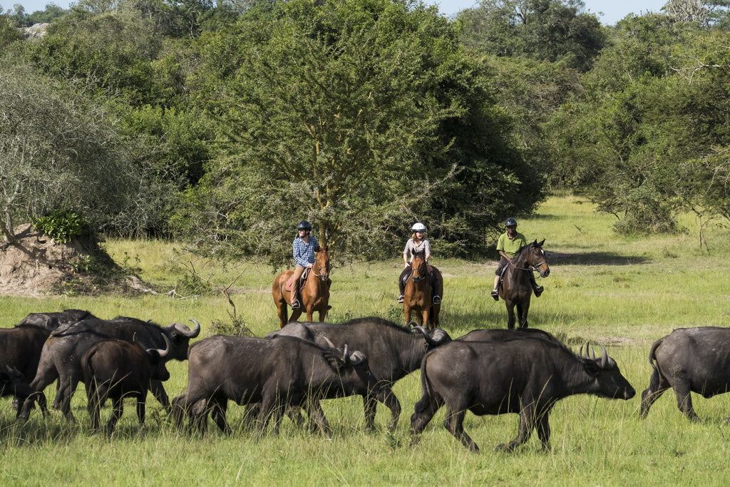Horse Riding Safaris - Additional Cost - Mihingo Lodge Activity