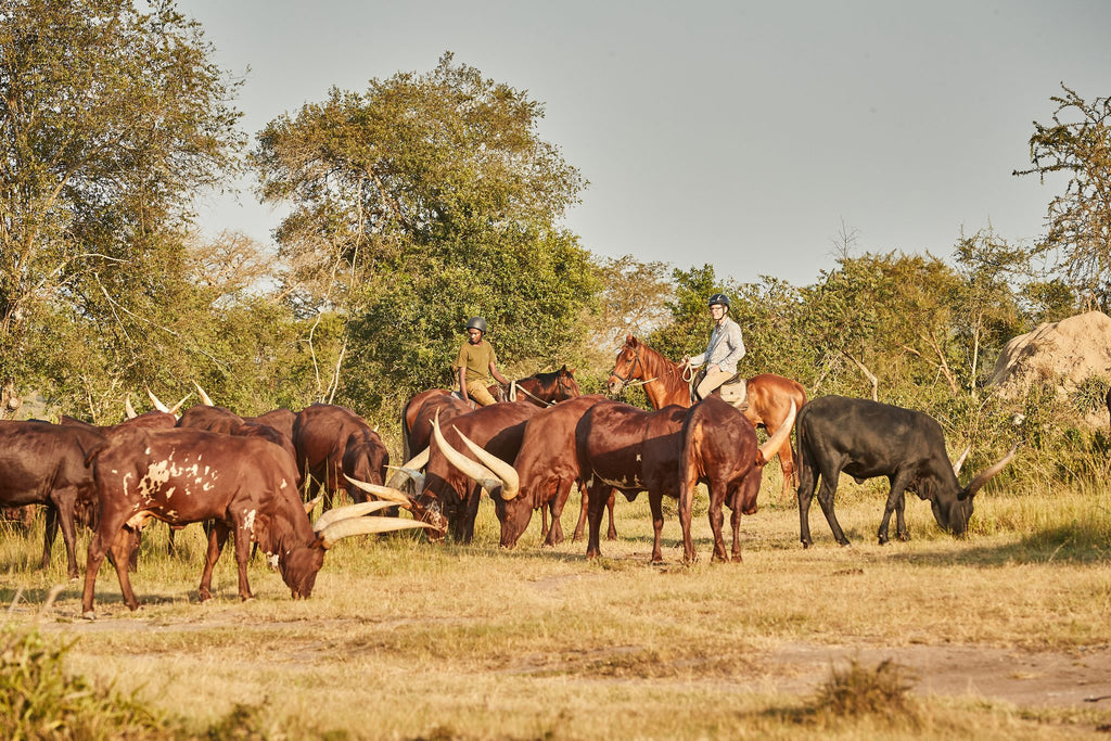 Horse Riding Safaris - Additional Cost - Mihingo Lodge Activity