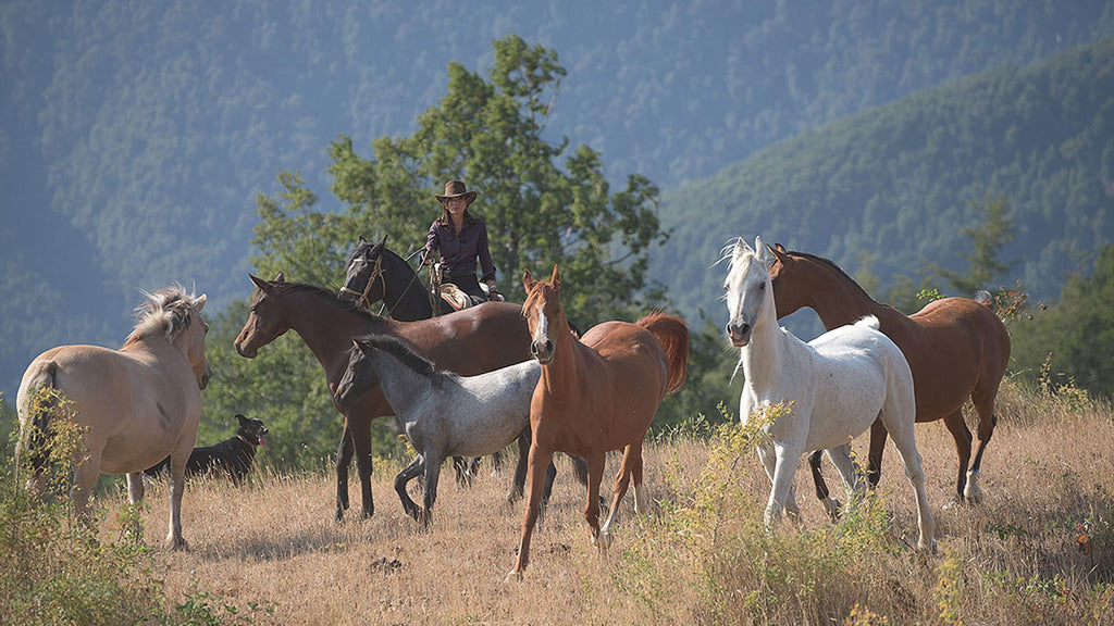 Horseback riding gallery image 4