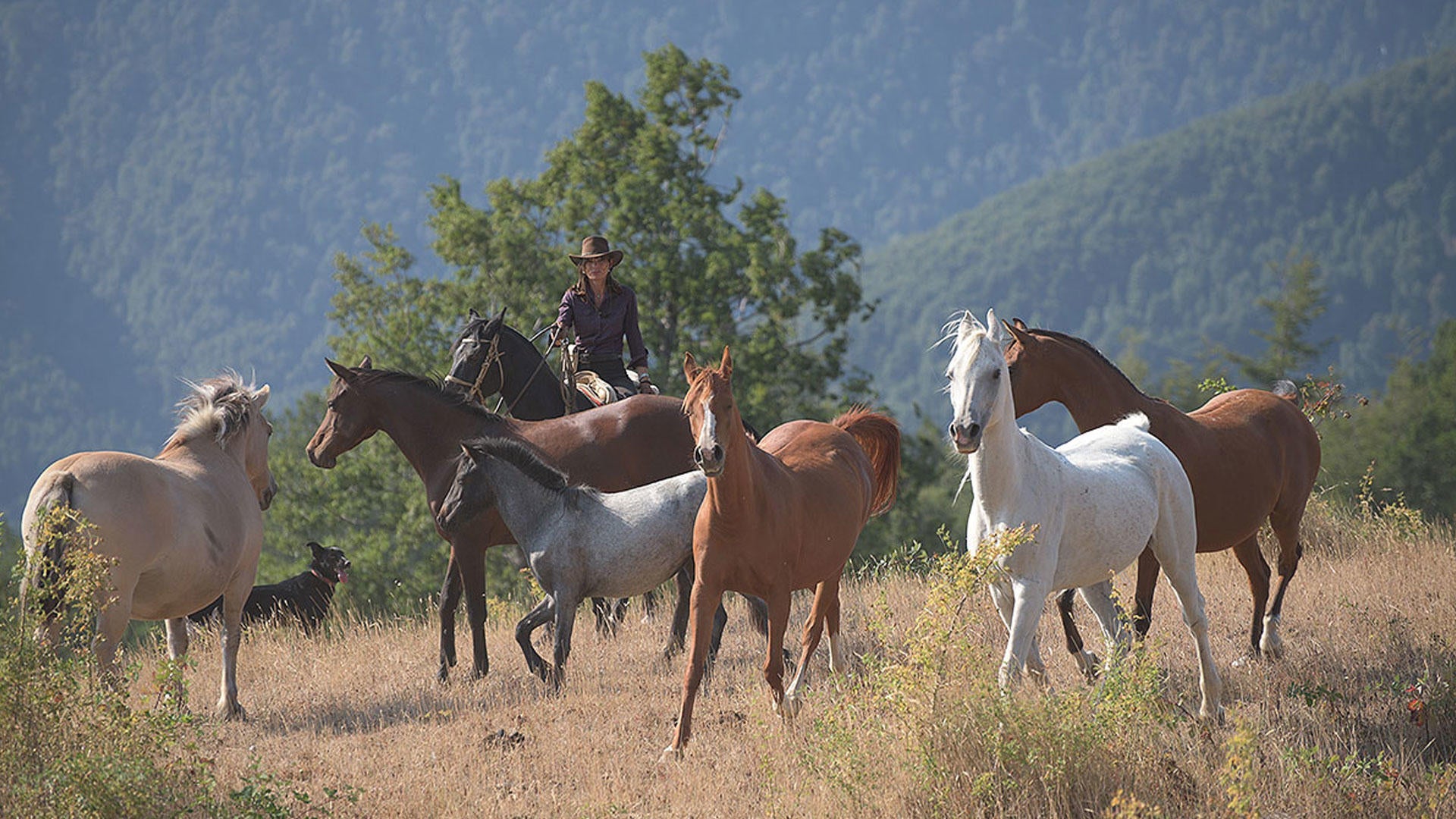 Horseback riding gallery image 4