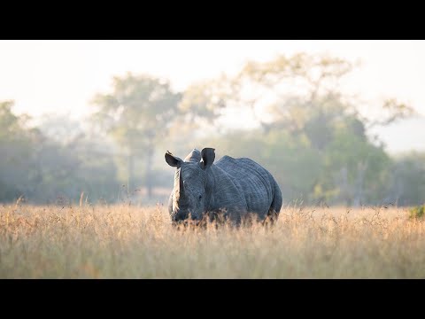 Bush Walk | Rhino Tracking