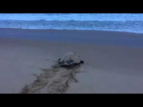 Female Turtle returning to the ocean after nesting at White Pearl Resorts