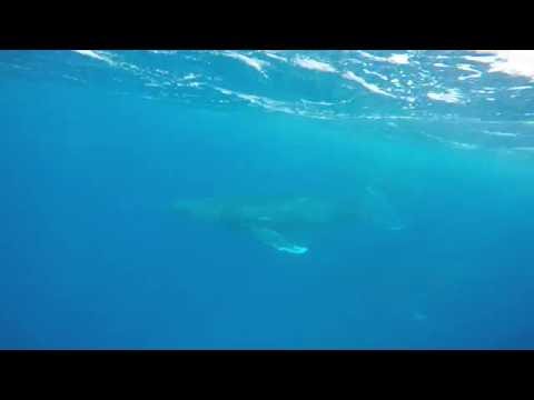 White Pearl Resorts Encounter with migrating Humpack Whales Sep 2016