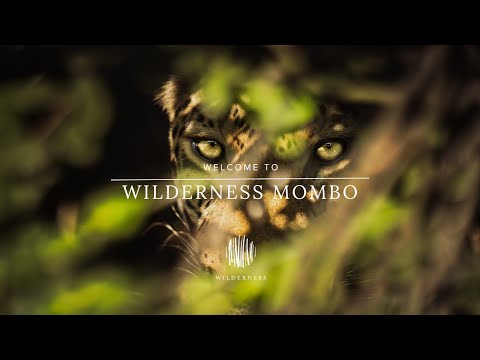 Wilderness Mombo: Meet Me At Mombo