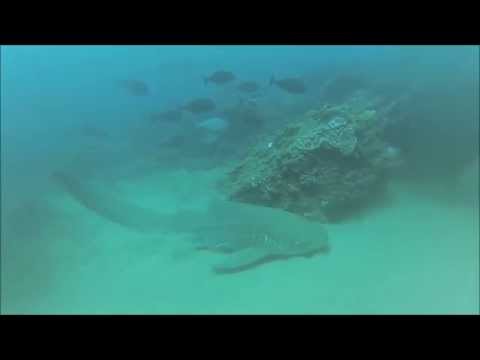 Leopard Shark at Playground Oct 2015