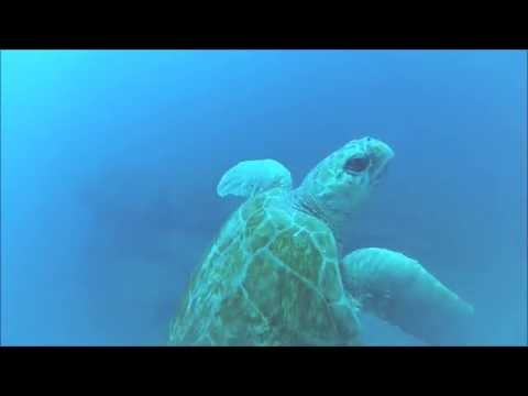 Turtle at Pinnacles Oct 2015