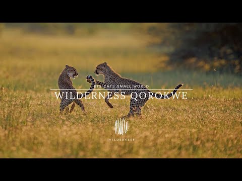 Big Cats Small World at Wilderness Qorokwe