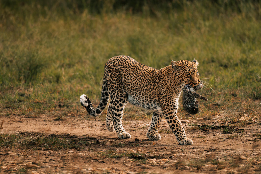 The Game Drive Experience gallery image 3