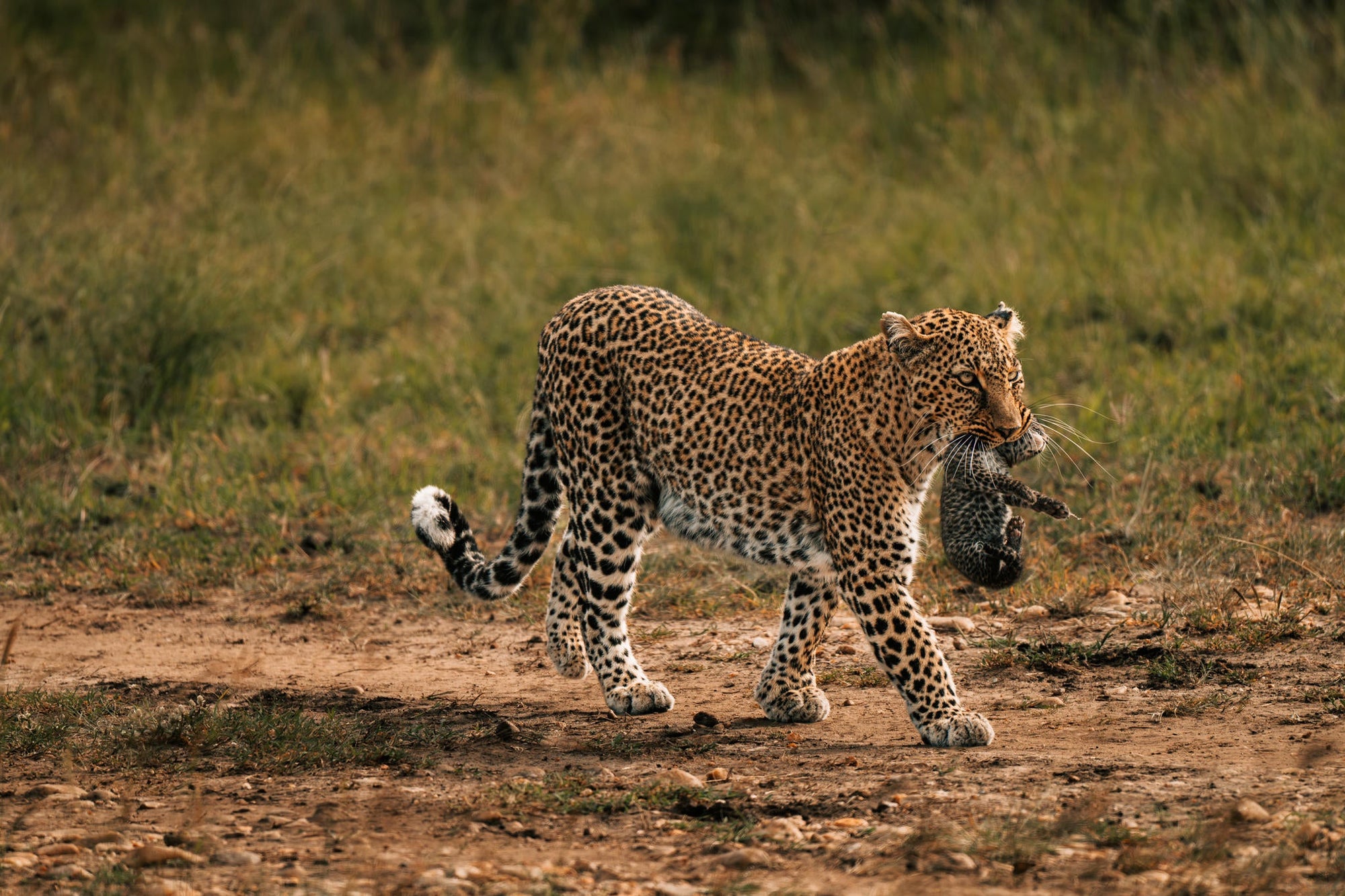 The Game Drive Experience gallery image 3