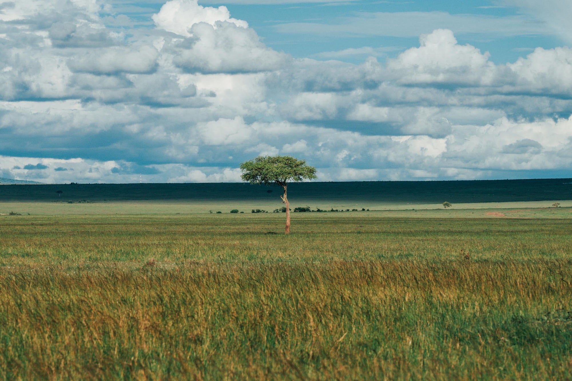 The Game Drive Experience gallery image 4