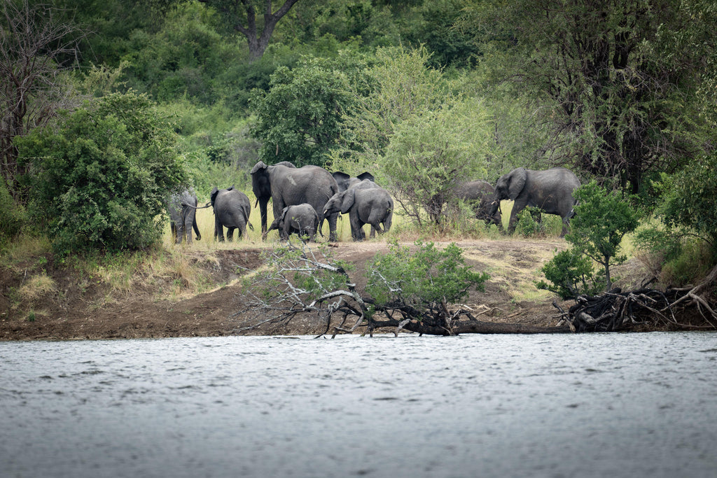 Boat Cruises & Boat Safaris gallery image 4