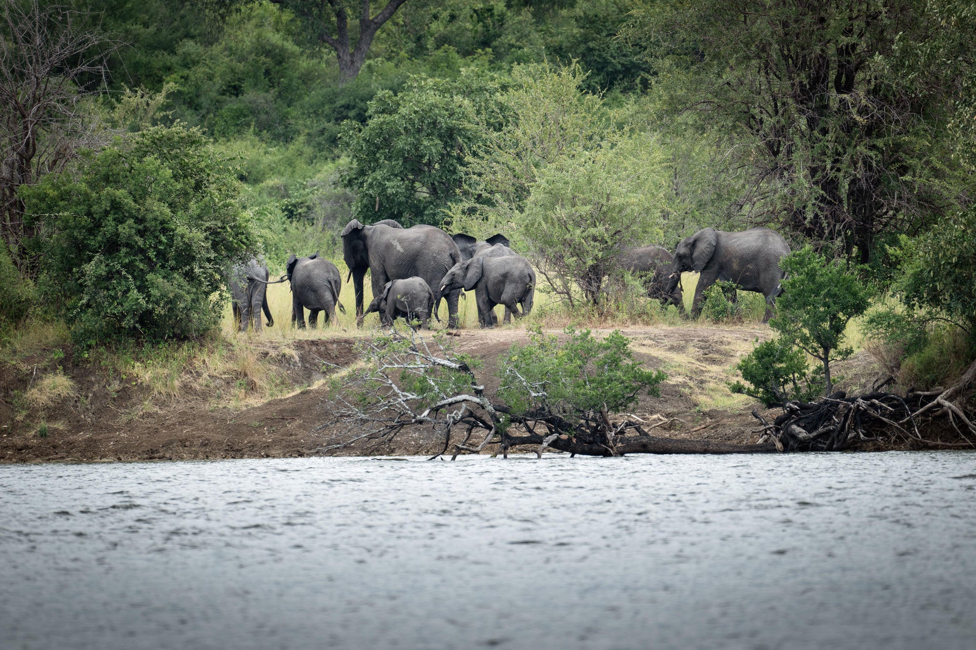 Boat Cruises & Boat Safaris gallery image 4