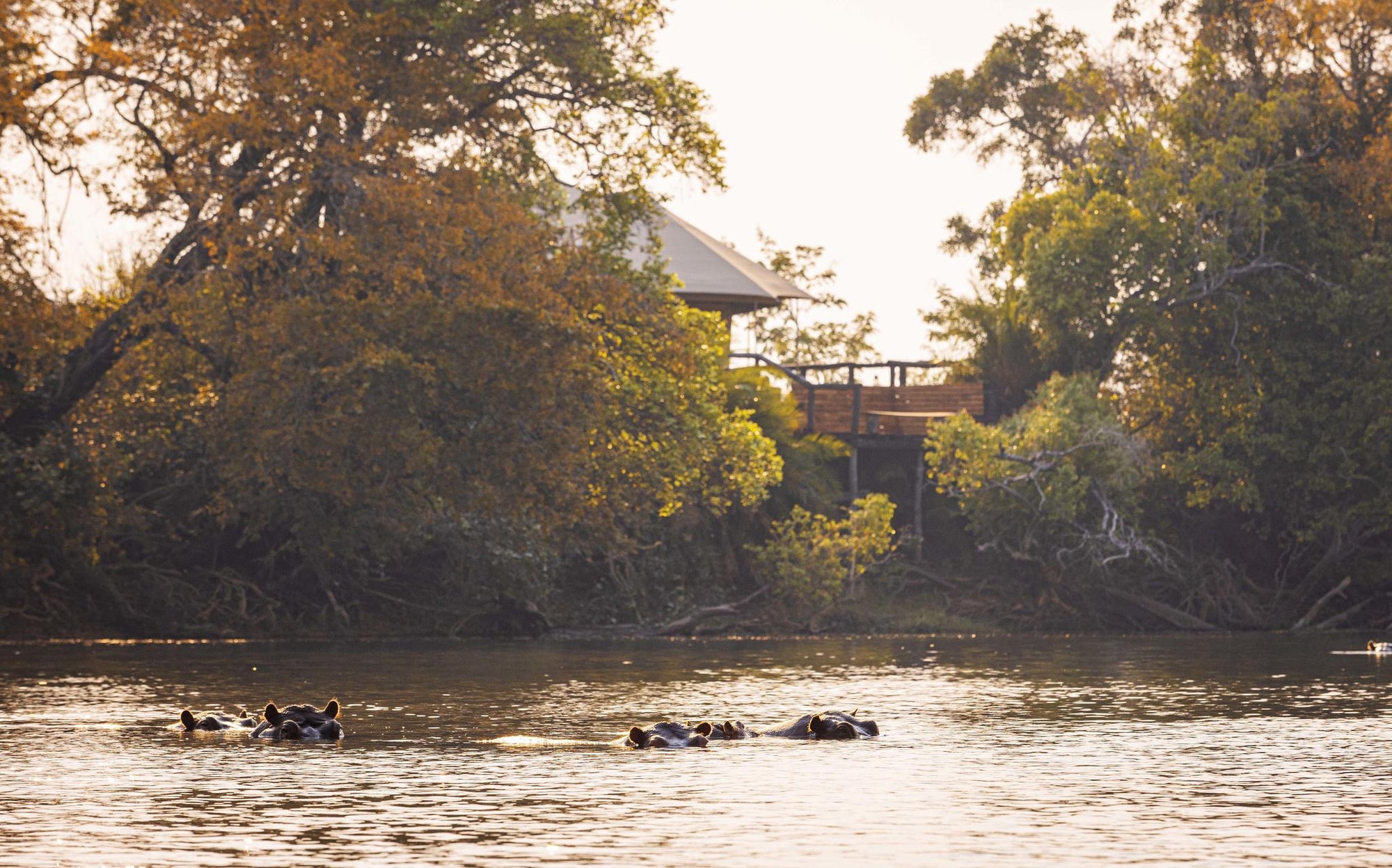 Boat Cruises & Boat Safaris gallery image 6