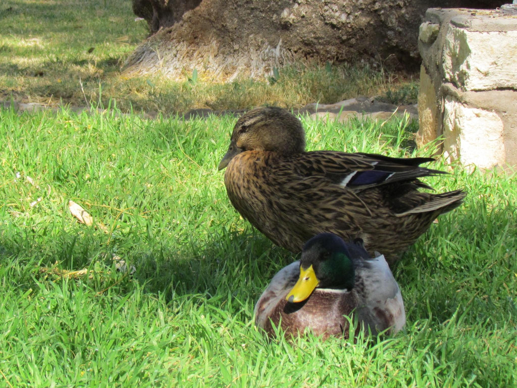 Birding gallery image 2
