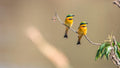 Birding gallery image 1