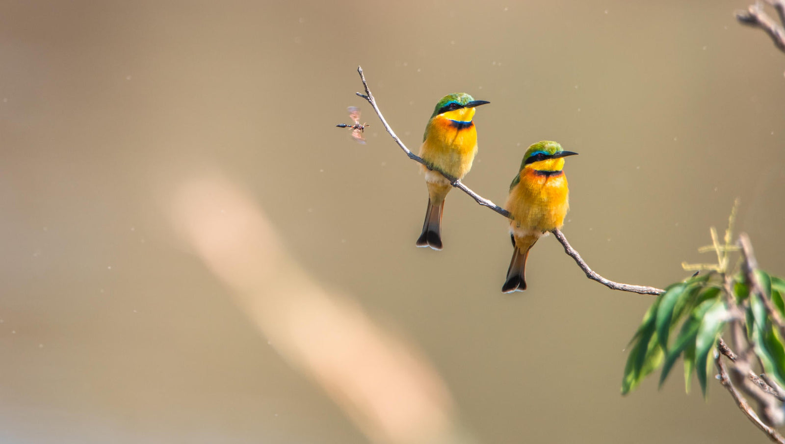 Birding
