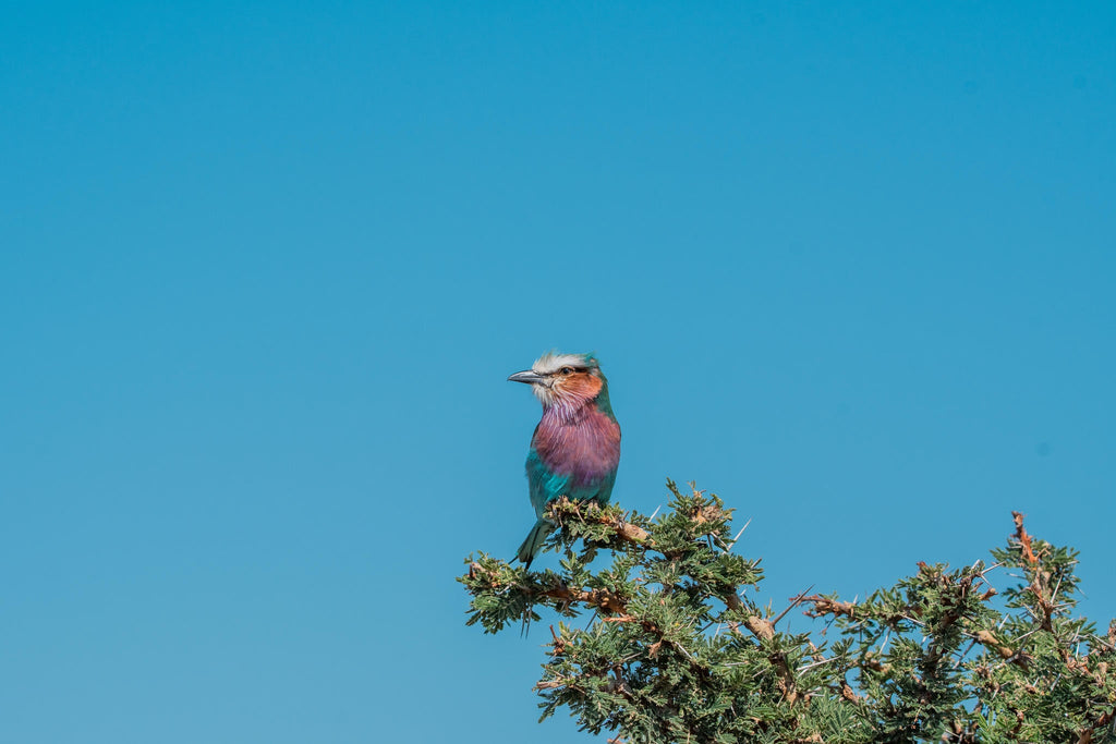 Birding gallery image 2