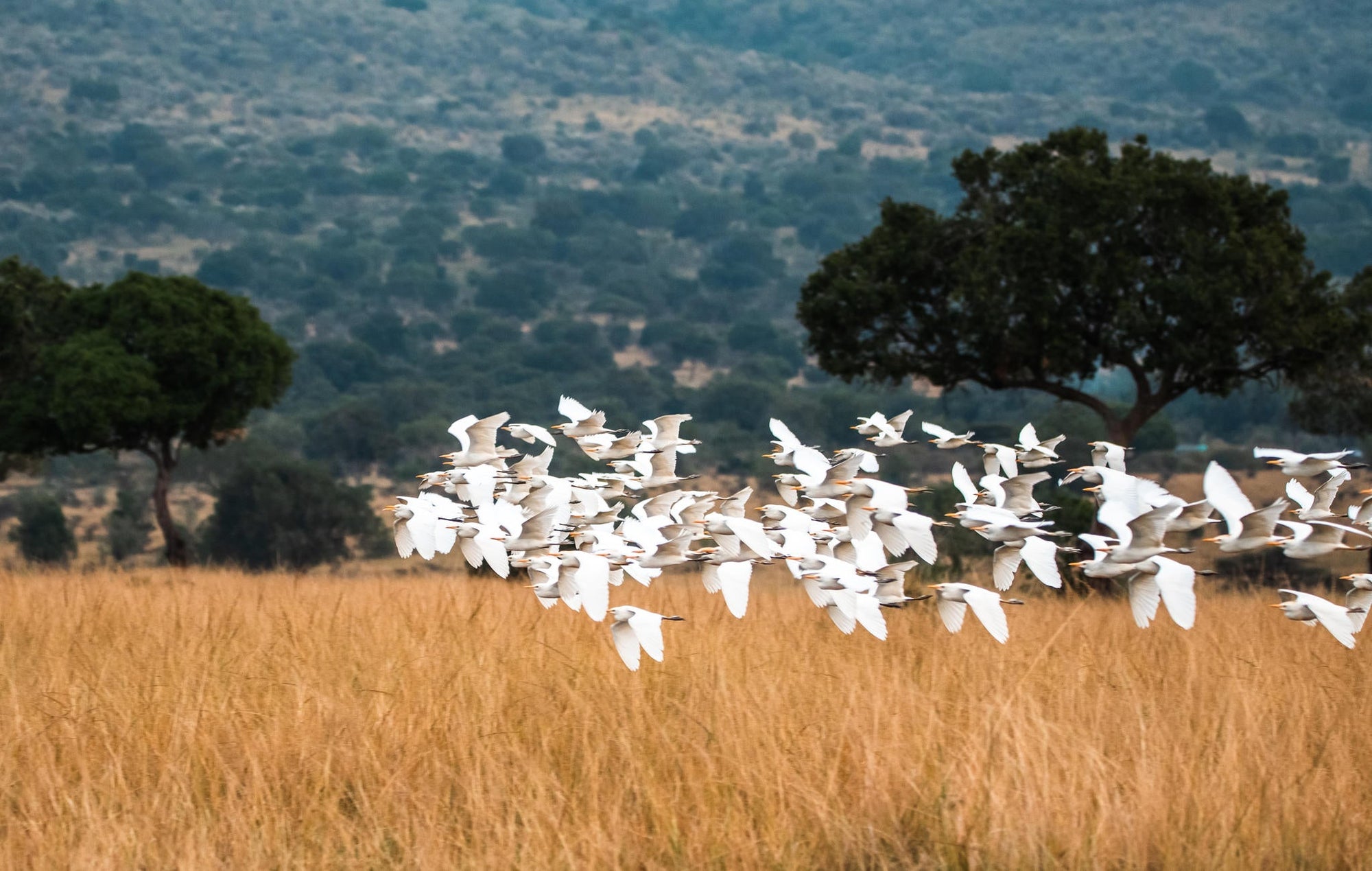 Birding gallery image 3