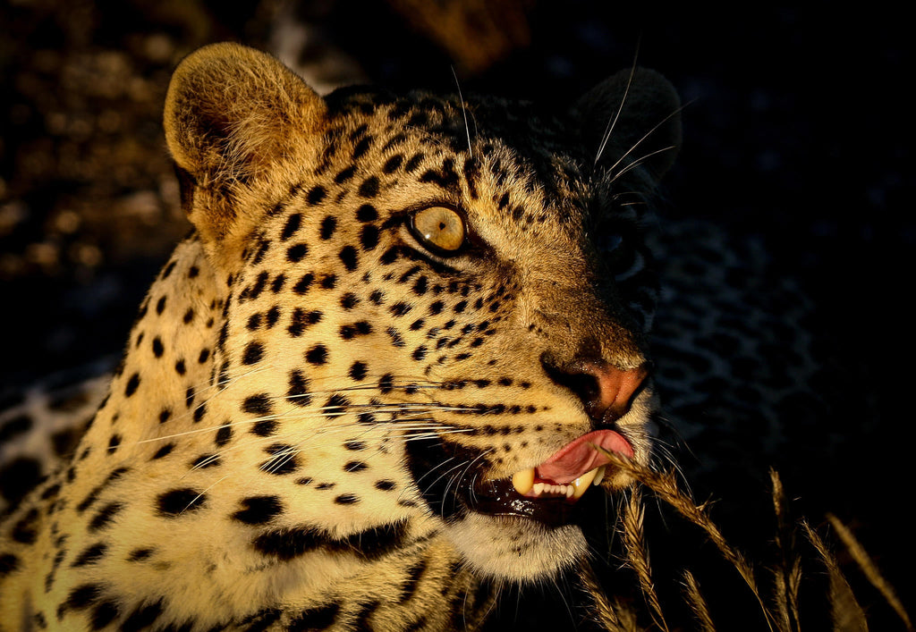 Game Drives gallery image 2