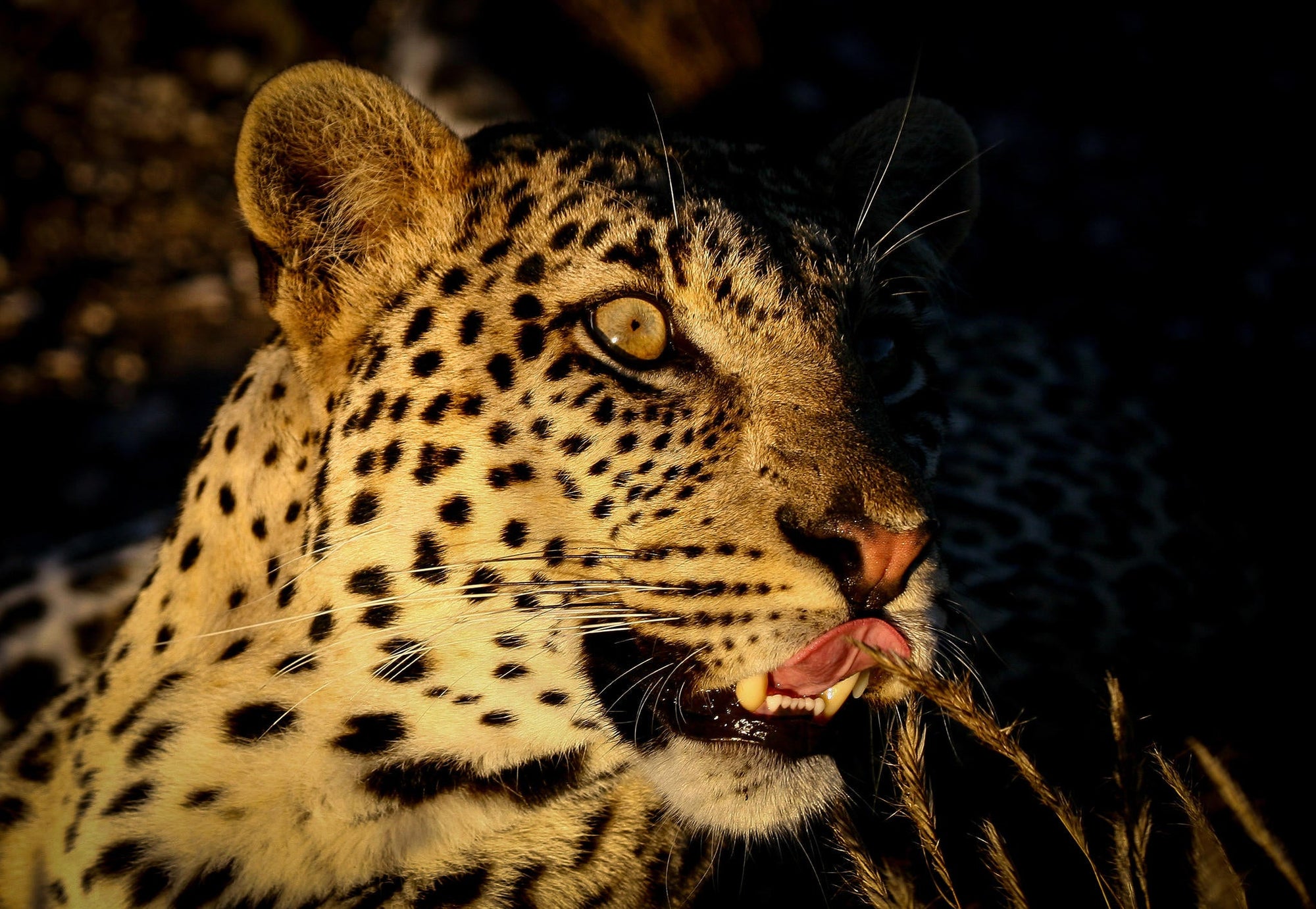 Game Drives gallery image 2