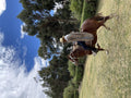 Photo Session with our star Peruvian Paso gallery image 1
